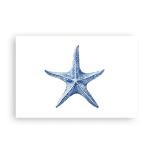 Poster - Stella marina - 91x61 cm