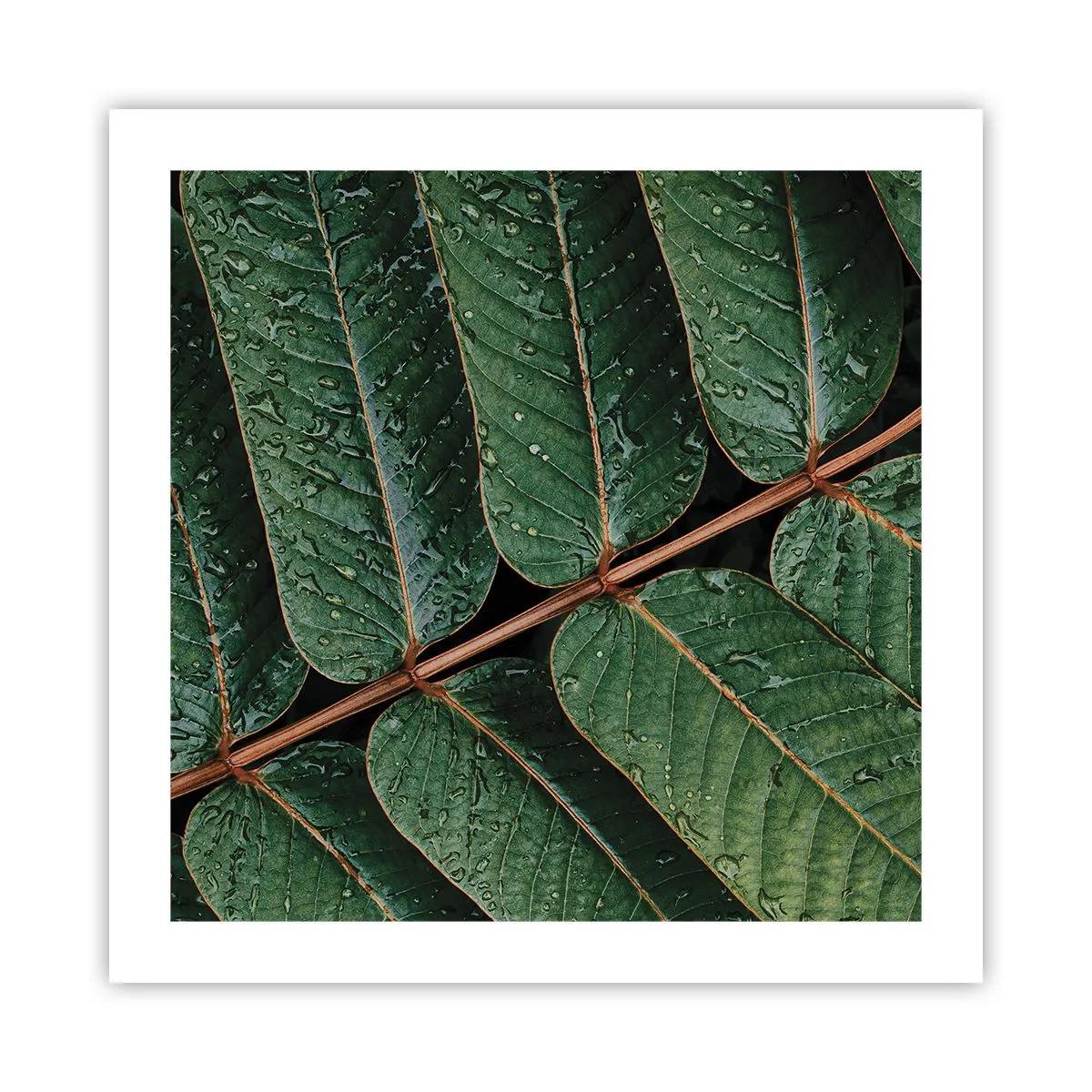 Poster - Al ritmo verde - 50x50 cm