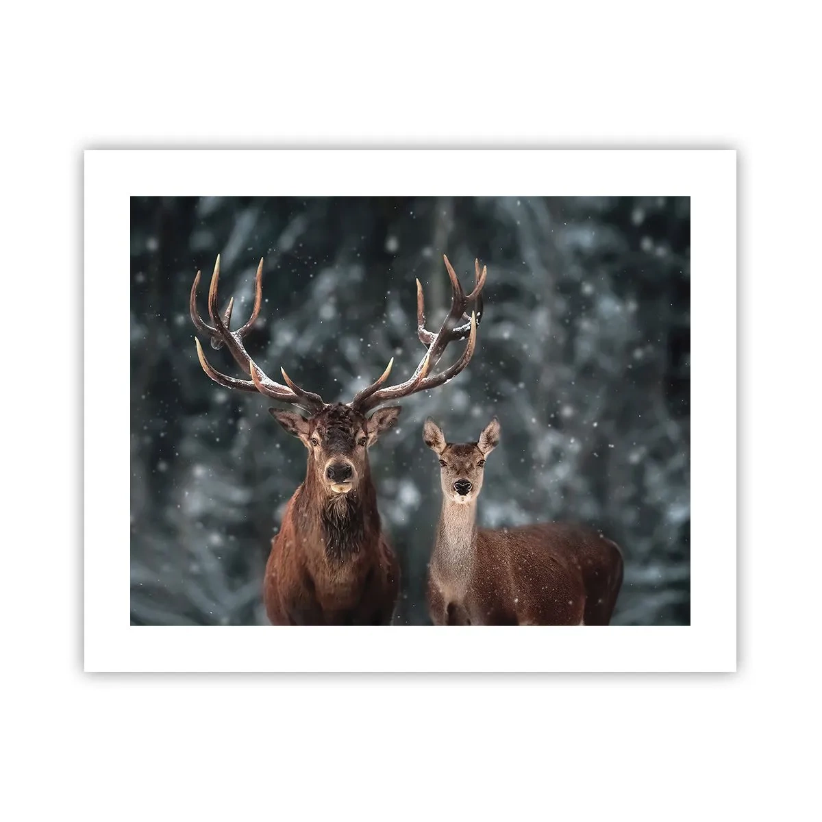 Poster - Il re della foresta con la consorte - 50x40 cm