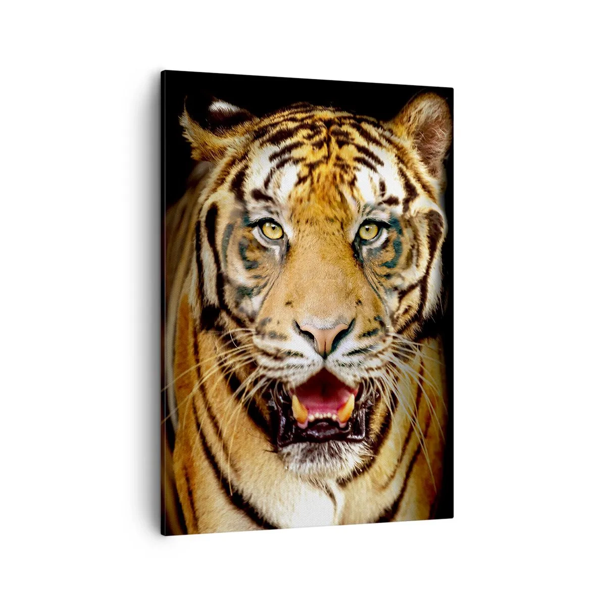 Quadro su tela - Stampe su Tela - Una tigre con la bocca aperta su uno sfondo nero - 50x70cm - Cuore selvatico - Decorazione murale moderna per soggiorno e camera da letto ARTTOR