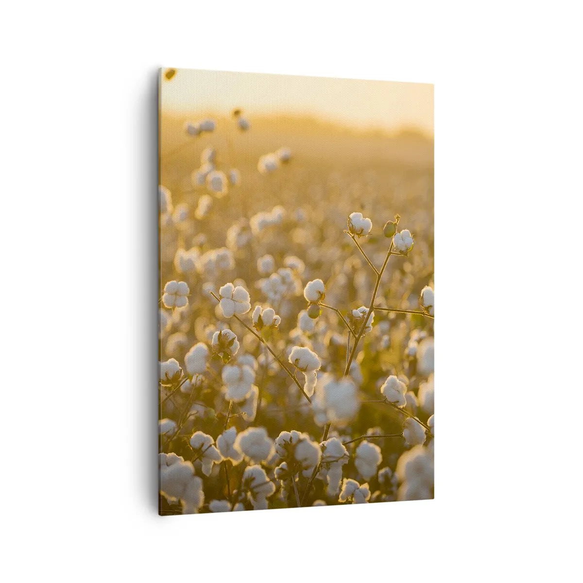 Quadro su tela - Stampe su Tela - Un campo di cotone nella calda luce del sole al tramonto - 70x100cm - Campo di morbidezza - Decorazione murale moderna per soggiorno e camera da letto ARTTOR