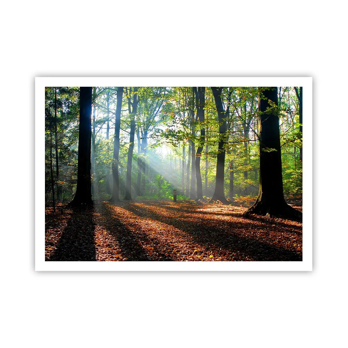 Poster - Una radura della foresta illuminata dai raggi del sole - 100x70cm - Luci e ombre - Decorazione murale moderna per soggiorno e camera da letto ARTTOR