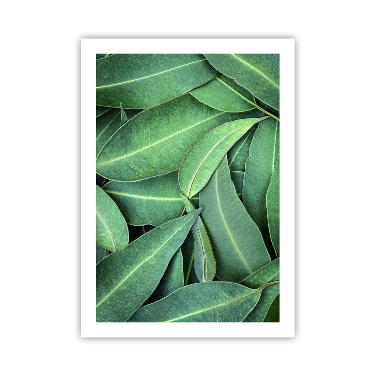 Poster - Foglie verdi disposte in una composizione densa - 50x70cm - Succosi e freschi - Decorazione murale moderna per soggiorno e camera da letto ARTTOR