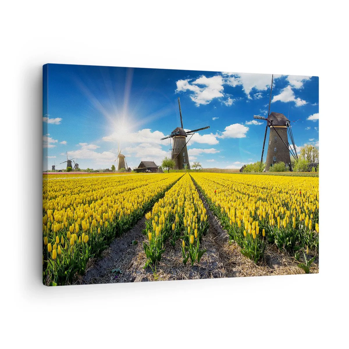 Quadro su tela - Stampe su Tela - Un campo di tulipani gialli con mulini a vento all'orizzonte - 70x50cm - Più olandesi di così non si può - Decorazione murale moderna per soggiorno e camera da letto ARTTOR