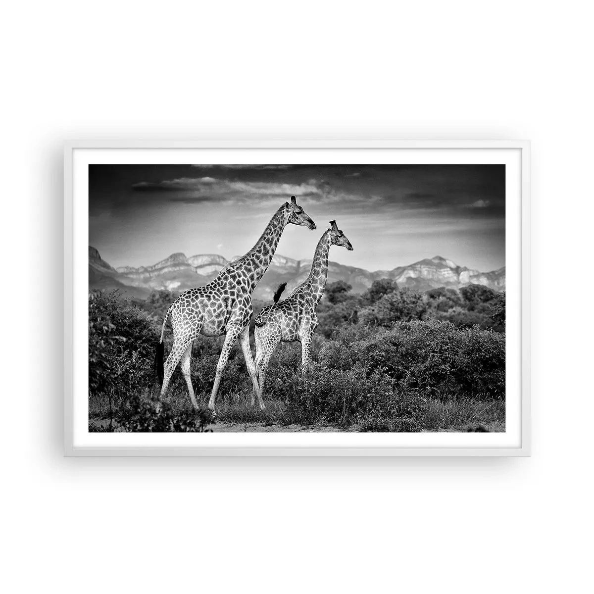 Poster in cornice bianca - Alta classe in Africa - 91x61 cm