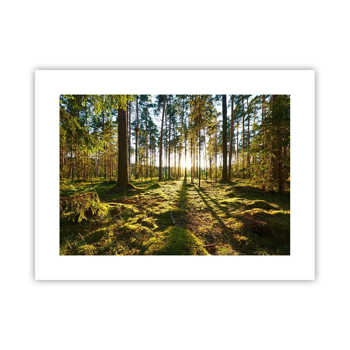 Poster - …dopo sette foreste - 40x30 cm
