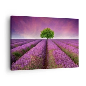 Quadro su tela - Stampe su Tela - Un campo di lavanda con un albero solitario e un cielo viola - 70x50cm - Sui campi di lavanda - Decorazione murale moderna per soggiorno e camera da letto ARTTOR