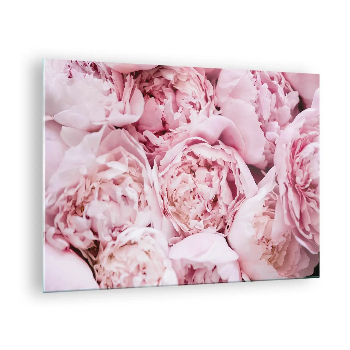 Quadro su vetro - Primo piano di un bouquet di peonie rosa chiaro - 70x50cm - Morbide e profumate - Decorazione murale moderna per soggiorno e camera da letto ARTTOR