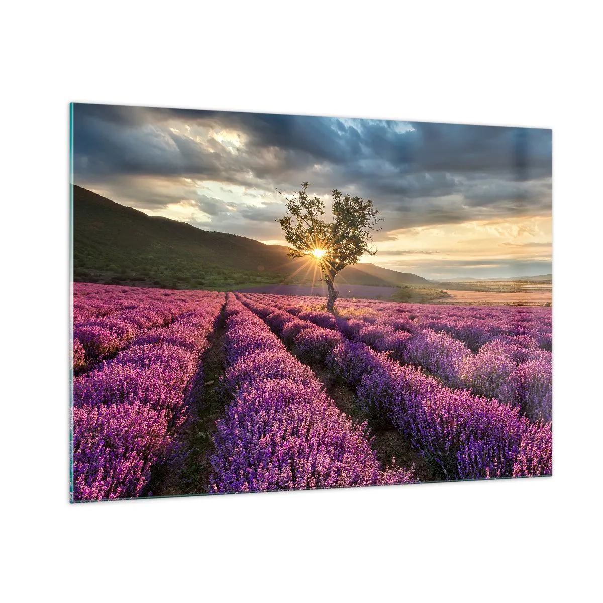 Quadro su vetro - Un campo di lavanda con un albero solitario sotto i raggi del sole al tramonto - 100x70cm - Aroma di colore lilla - Decorazione murale moderna per soggiorno e camera da letto ARTTOR