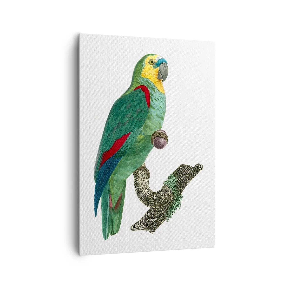 Quadro su tela - Stampe su Tela - Ritratto di pappagallo - 70x100 cm