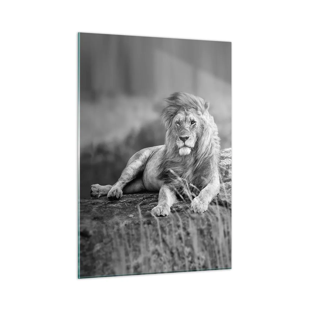 Quadro su vetro - Un leone riposa su una roccia in un paesaggio monocromatico. - 50x70cm - La siesta del re - Decorazione murale moderna per soggiorno e camera da letto ARTTOR