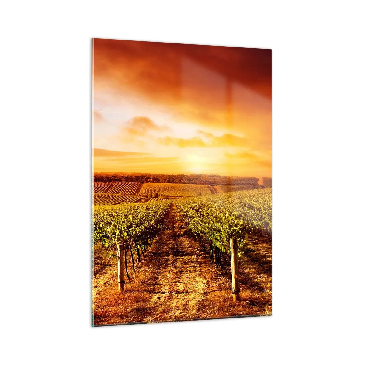 Quadro su vetro - Viti in un campo al tramonto - 50x70cm - Profumo di frutta con una nota di sole - Decorazione murale moderna per soggiorno e camera da letto ARTTOR
