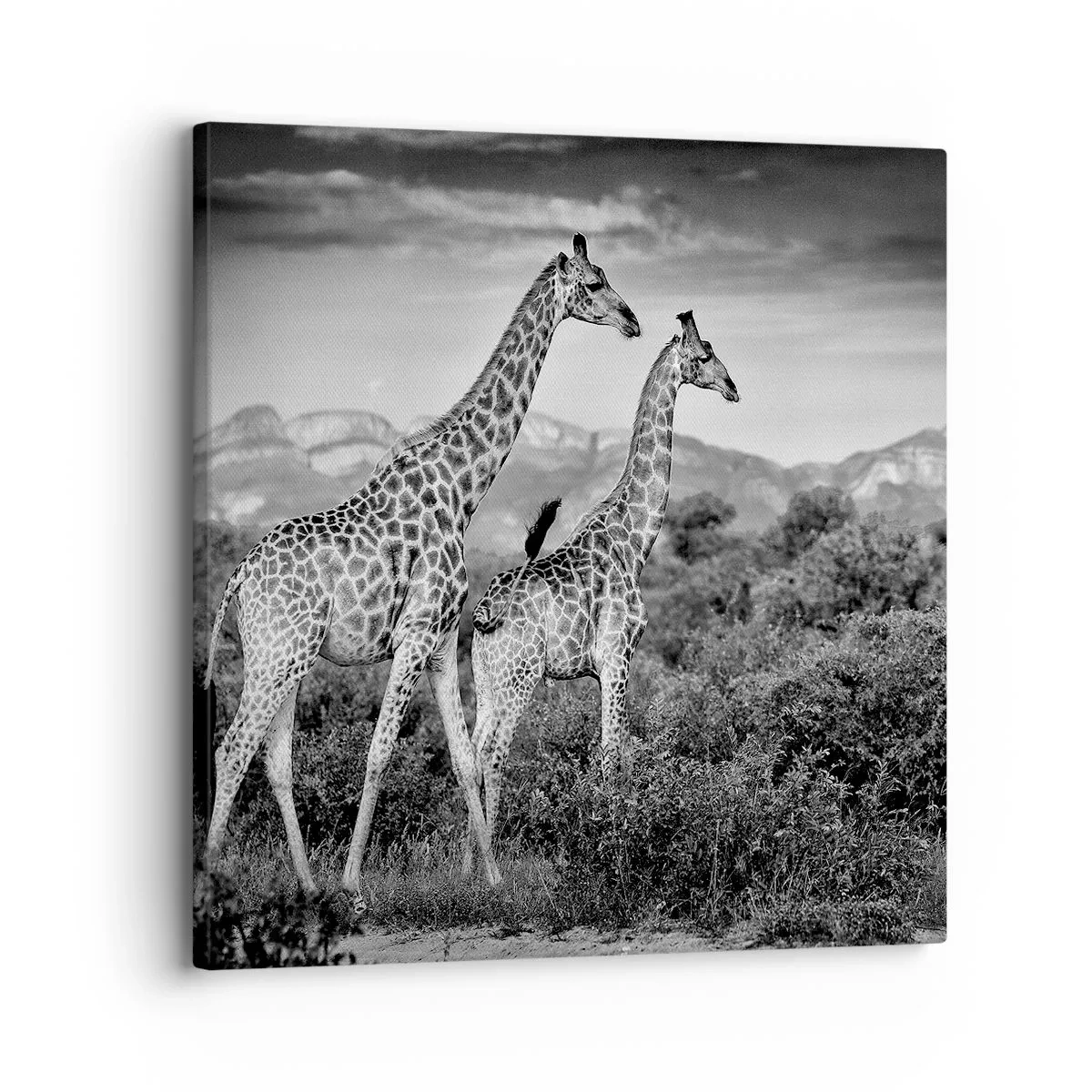 Quadro su tela - Stampe su Tela - Alta classe in Africa - 30x30 cm