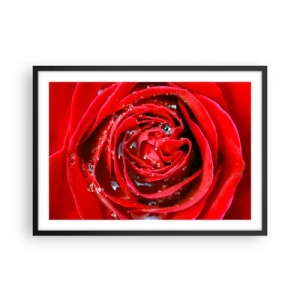 Poster in cornice nera - Primo piano di una rosa rossa con gocce d'acqua sui petali - 70x50cm - Nelle gocce della rugiada - Decorazione murale moderna per soggiorno e camera da letto ARTTOR