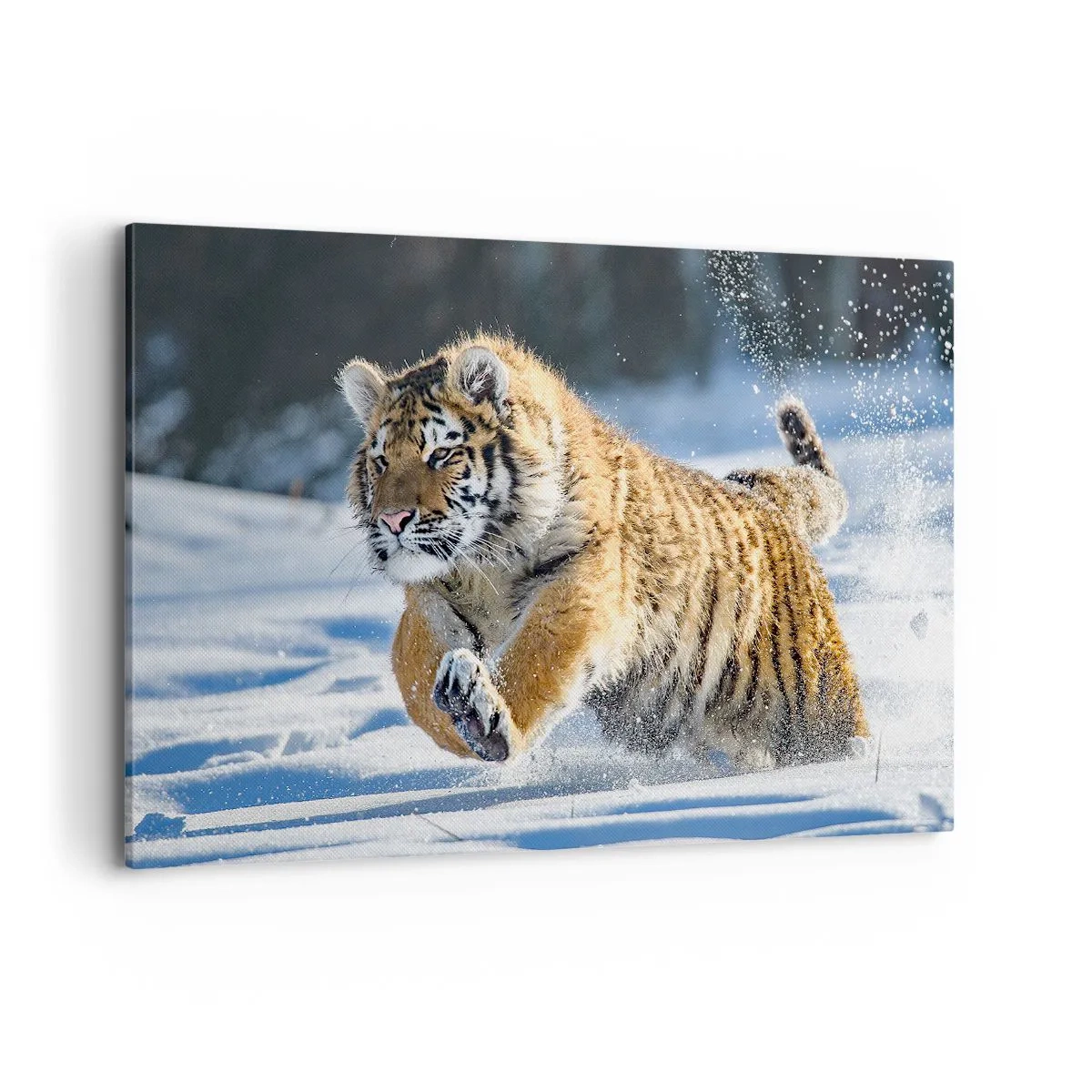 Quadro su tela - Stampe su Tela - Una tigre siberiana che corre in un paesaggio innevato - 120x80cm - La dea della taiga siberiana - Decorazione murale moderna per soggiorno e camera da letto ARTTOR