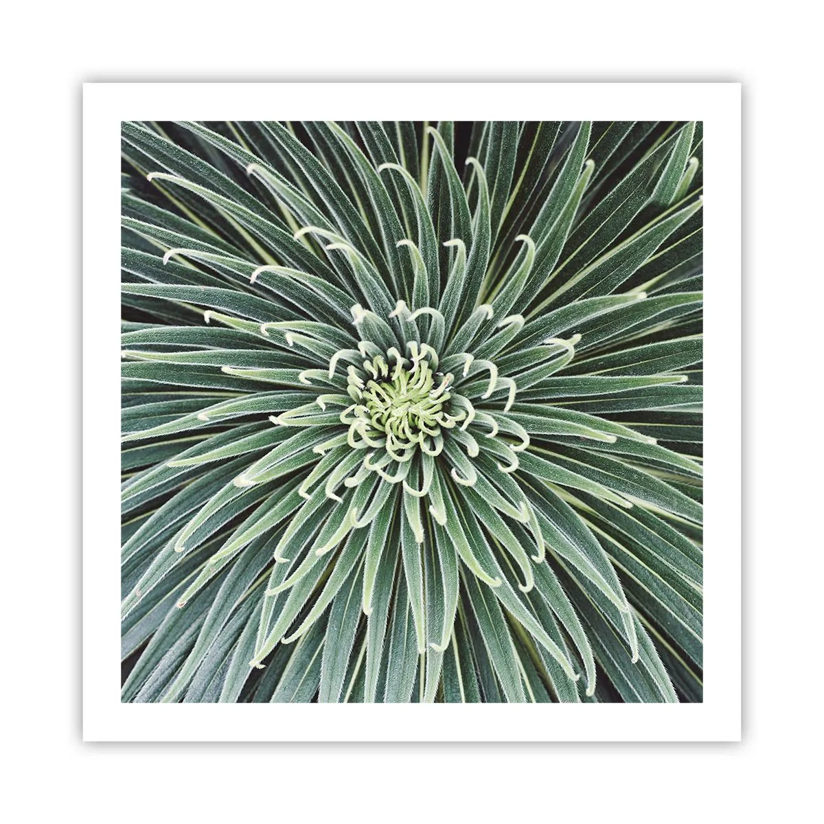 Poster - La nascita delle stelle - 60x60 cm