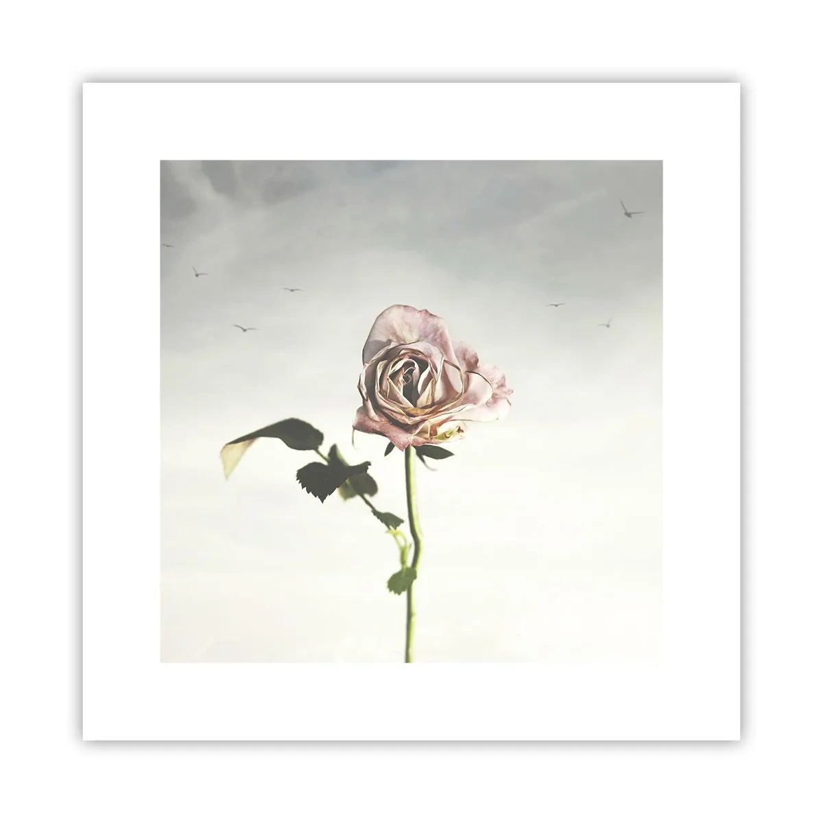 Poster - Il benvenuto alla primavera - 30x30 cm
