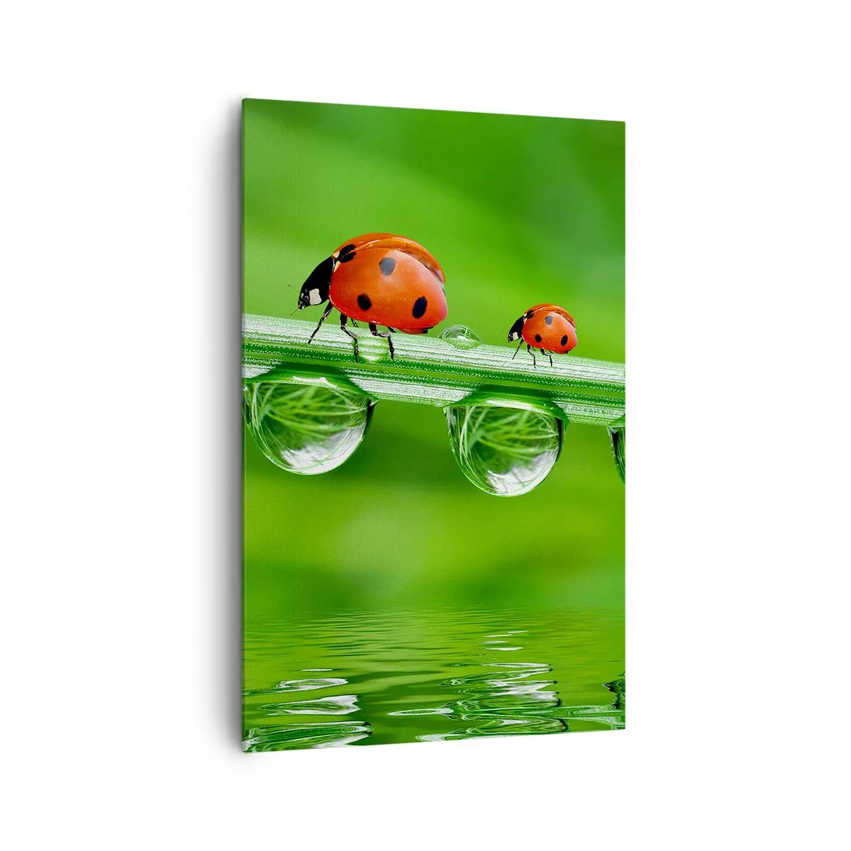 Quadro su tela - Stampe su Tela - Coccinelle su un filo d'erba con gocce di rugiada in un ambiente naturale - 80x120cm - In cammino per tutta l'estate - Decorazione murale moderna per soggiorno e camera da letto ARTTOR