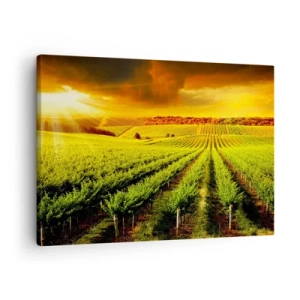 Quadro su tela - Stampe su Tela - Vigneti dorati illuminati dai raggi del sole - 70x50cm - Sotto il sole dell'Australia - Decorazione murale moderna per soggiorno e camera da letto ARTTOR