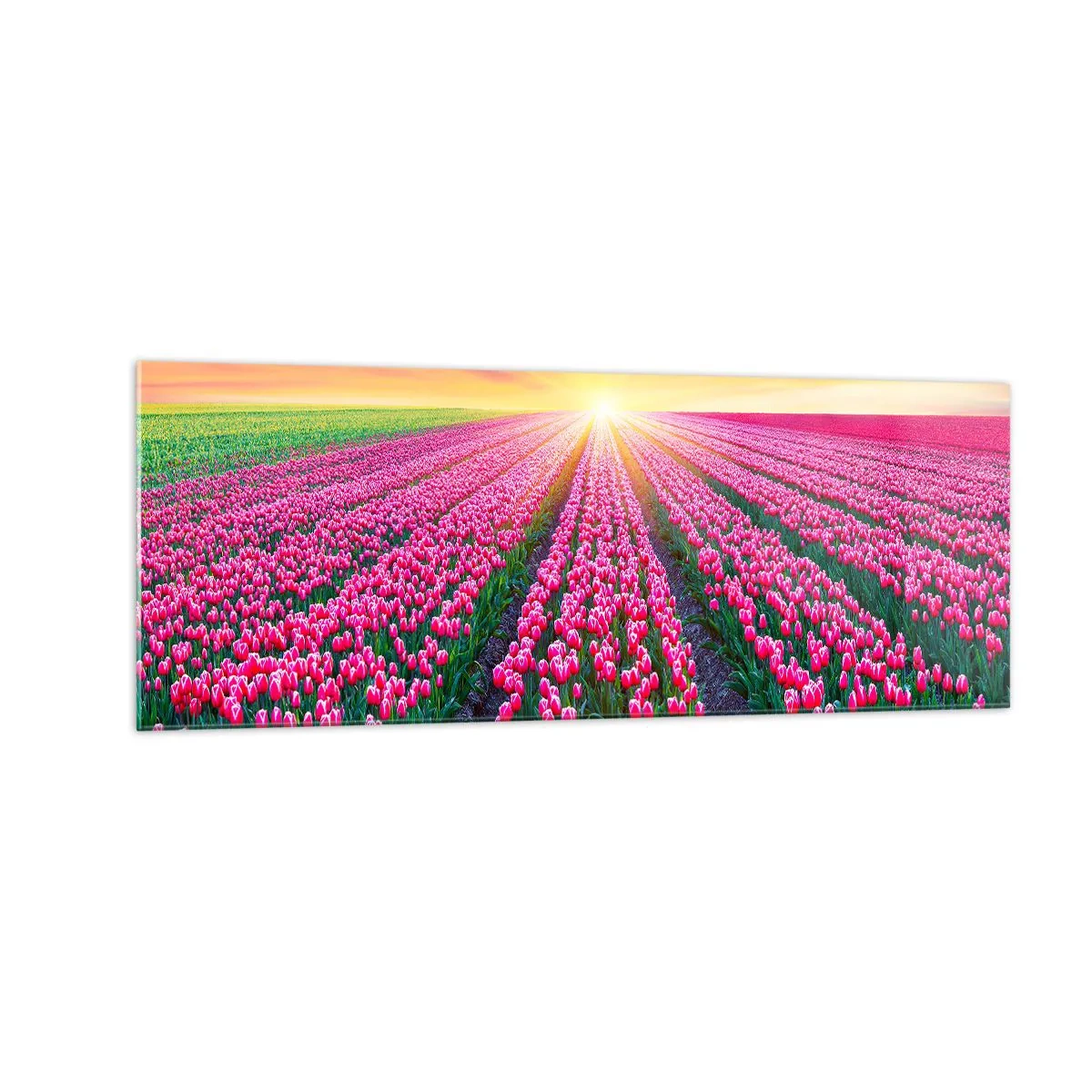 Quadro su vetro - Un campo di tulipani al tramonto - 140x50cm - La fattoria della bellezza - Decorazione murale moderna per soggiorno e camera da letto ARTTOR