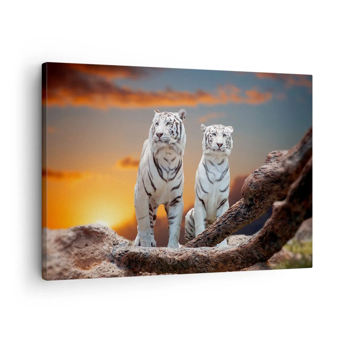 Quadro su tela - Stampe su Tela - Tigri bianche al tramonto sullo sfondo della natura - 70x50cm - Proprio come a Narnia - Decorazione murale moderna per soggiorno e camera da letto ARTTOR