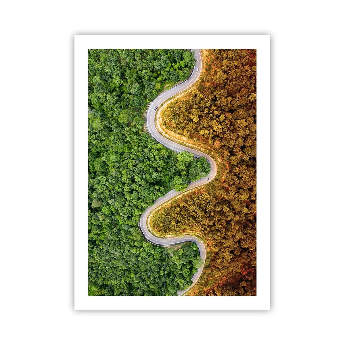 Poster - Una strada che si snoda attraverso una foresta divisa in parti verdi e autunnali - 50x70cm - Confine e separazione - Decorazione murale moderna per soggiorno e camera da letto ARTTOR