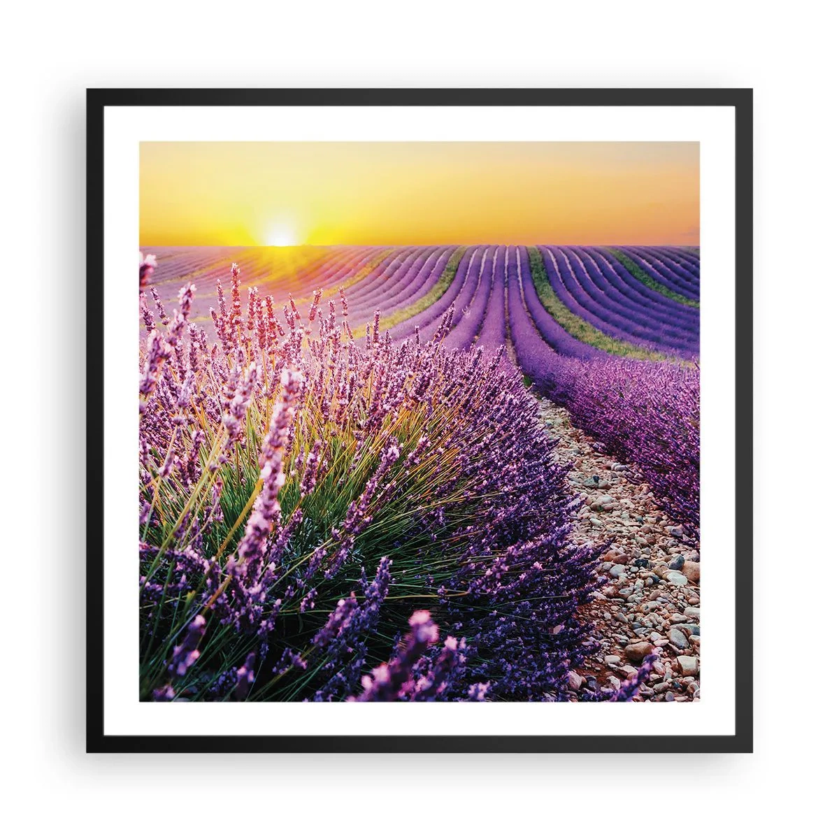 Poster in cornice nera - Campo profumato - 60x60 cm