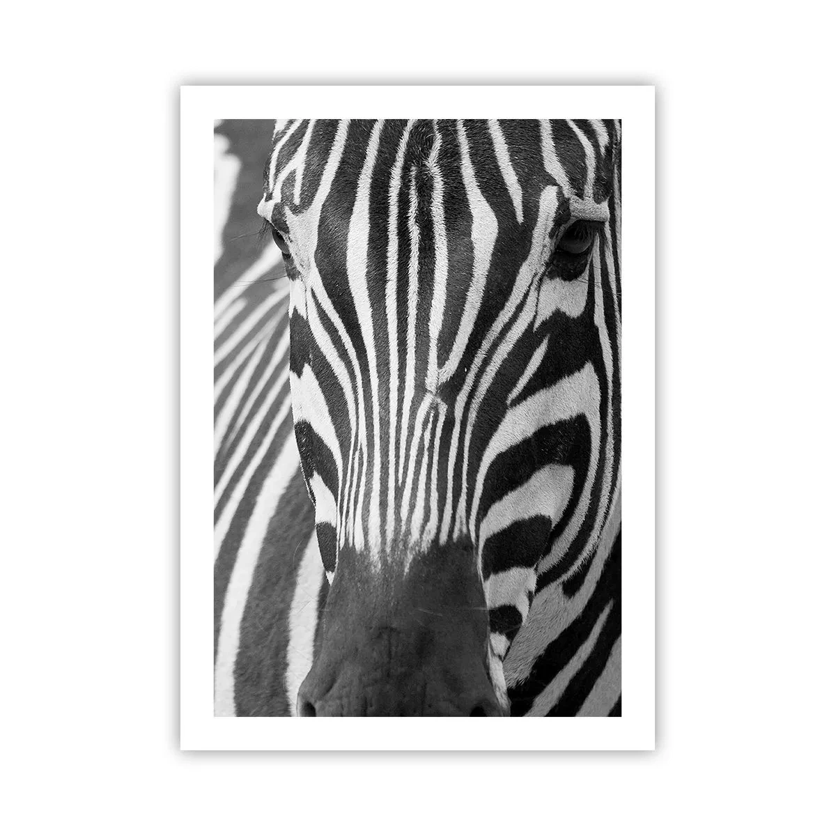Poster - Ritratto di una zebra in una composizione in bianco e nero - 50x70cm - Il mondo è in bianco e nero - Decorazione murale moderna per soggiorno e camera da letto ARTTOR