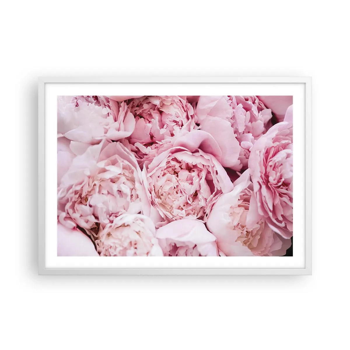 Poster in cornice bianca - Morbide e profumate - 70x50 cm