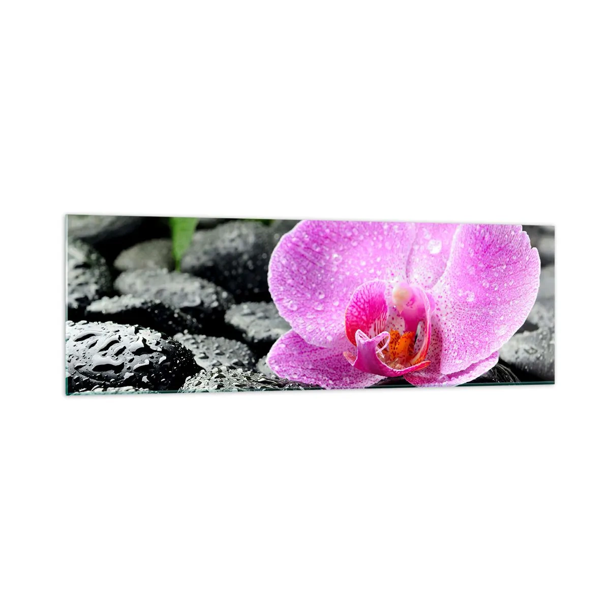 Quadro su vetro - Orchidea rosa su pietre nere bagnate con foglie verdi - 160x50cm - Come un cuore aperto - Decorazione murale moderna per soggiorno e camera da letto ARTTOR