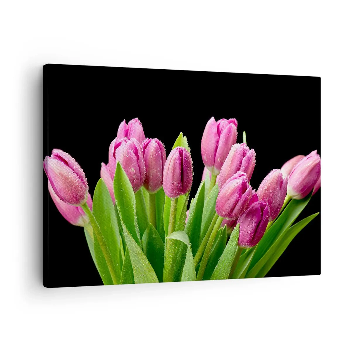 Quadro su tela - Stampe su Tela - Tulipani rosa con gocce di rugiada su sfondo nero - 70x50cm - Gioia lilla della primavera - Decorazione murale moderna per soggiorno e camera da letto ARTTOR