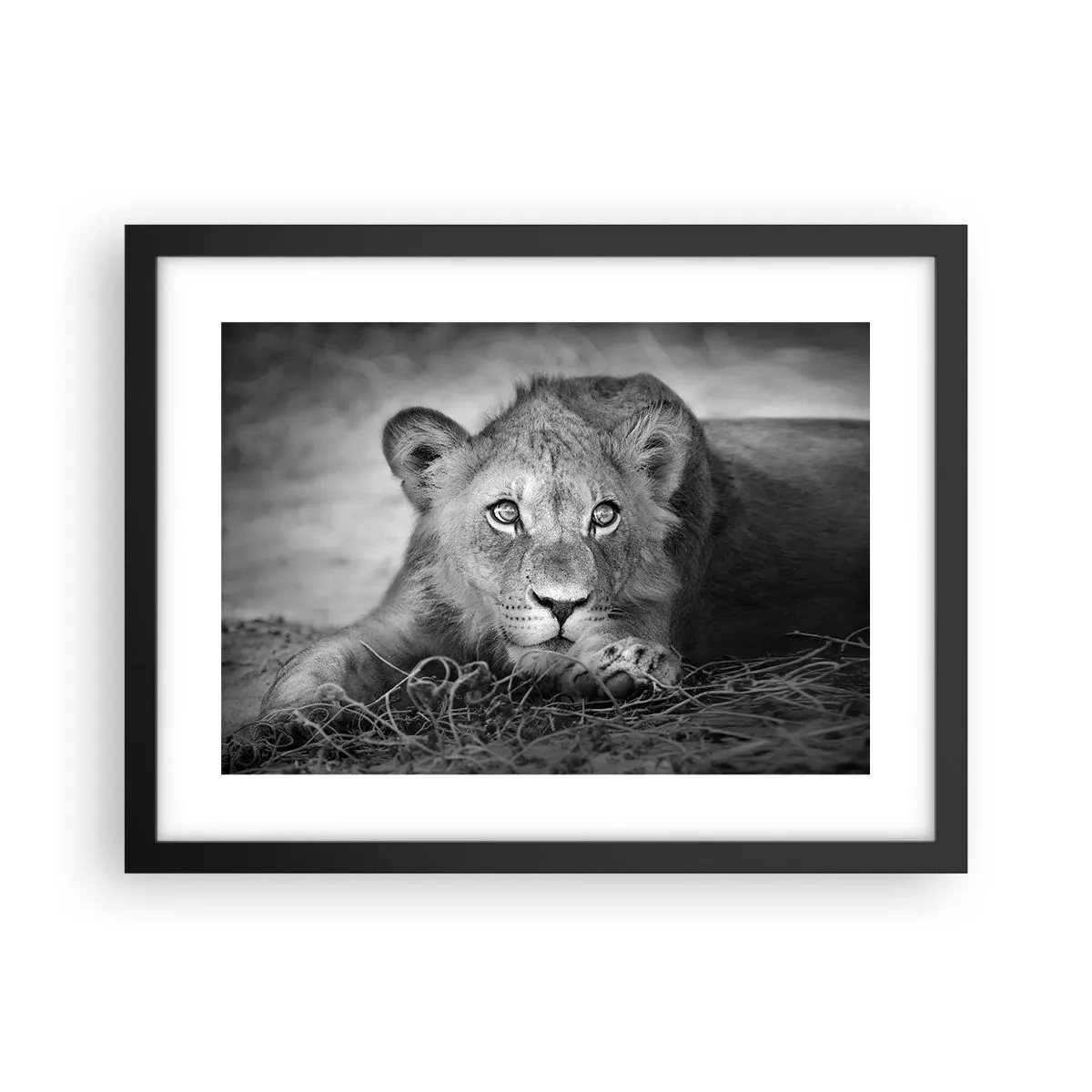 Poster in cornice nera - Cucciolo reale - 40x30 cm
