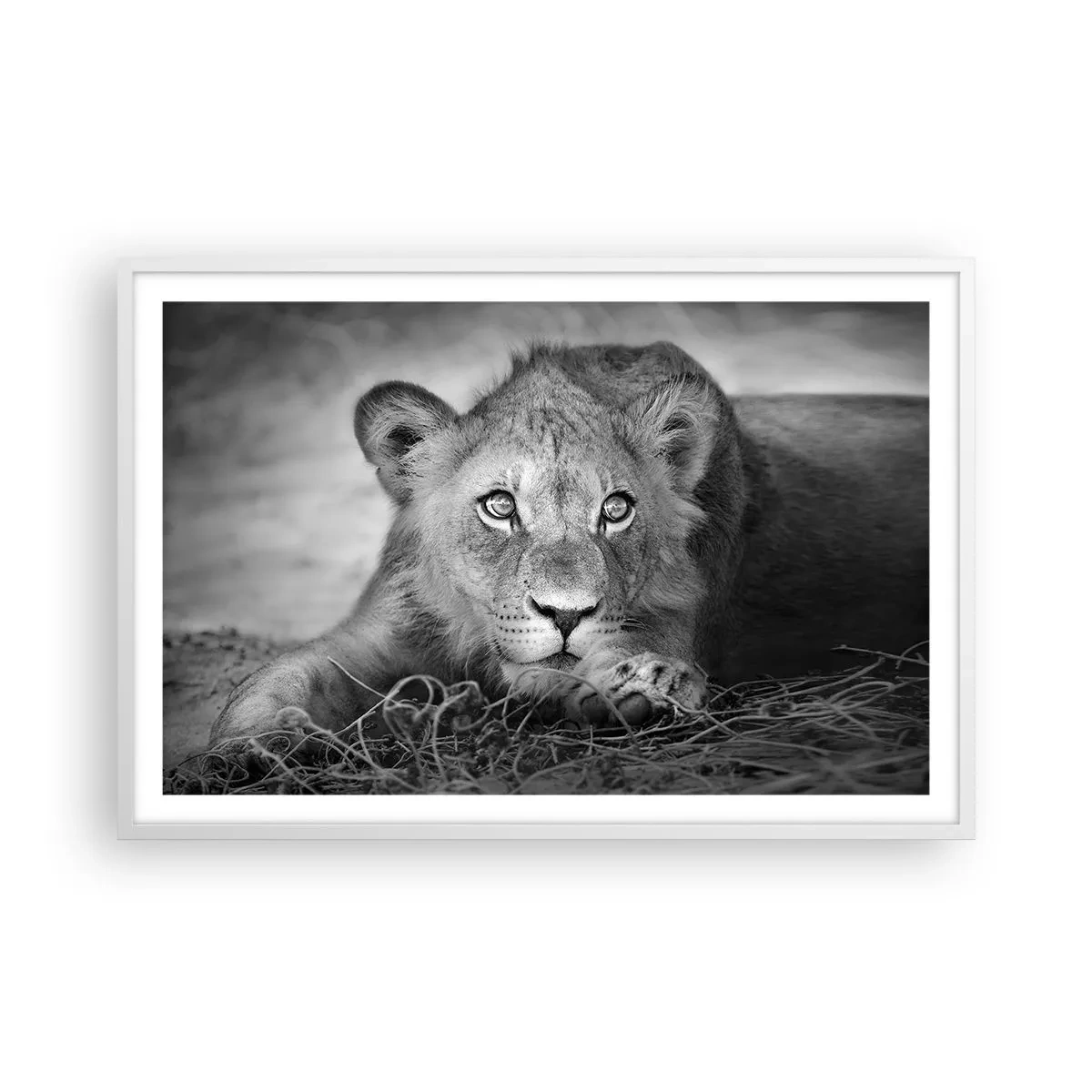 Poster in cornice bianca - Cucciolo reale - 91x61 cm