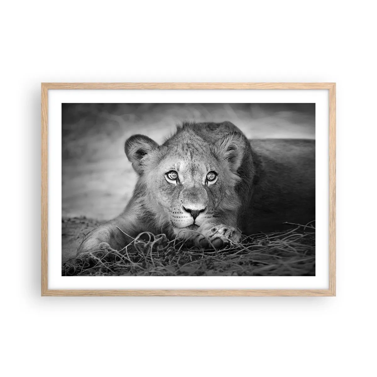 Poster in cornice rovere chiaro - Cucciolo reale - 70x50 cm