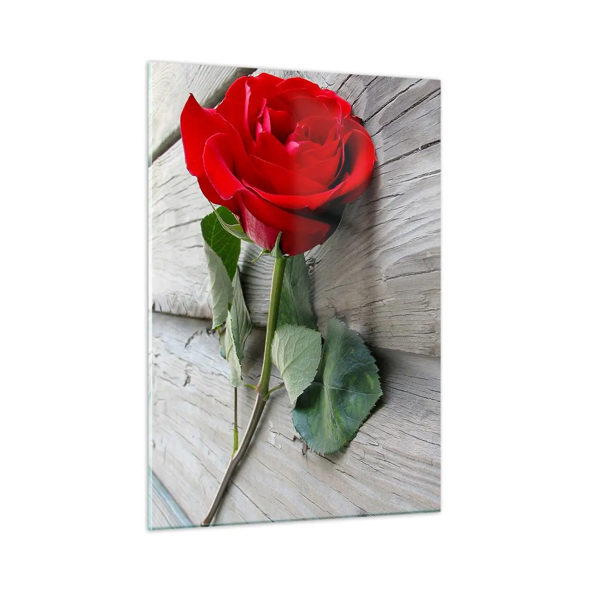 Quadro su vetro - Rosa rossa su una tavola di legno - 50x70cm - Studio in scarlatto - Decorazione murale moderna per soggiorno e camera da letto ARTTOR