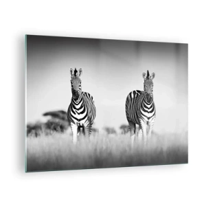 Quadro su vetro - Una coppia di zebre su uno sfondo di erba bianco e nero, ritratte nel loro habitat naturale. - 70x50cm - E tuttavia il mondo è bianco e nero - Decorazione murale moderna per soggiorno e camera da letto ARTTOR
