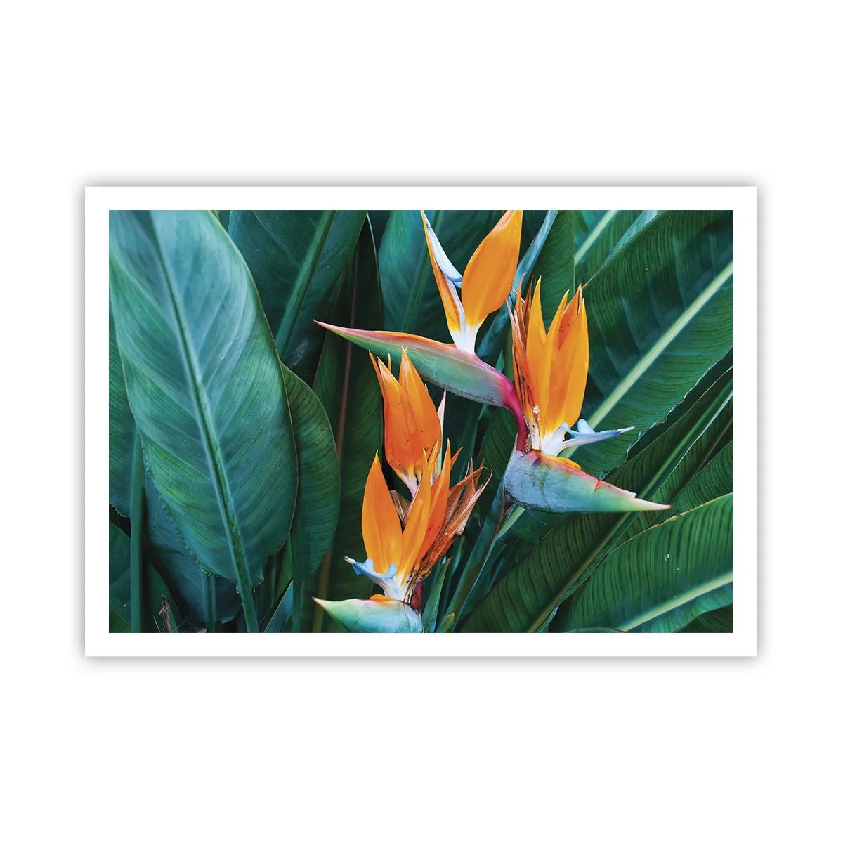 Poster - Fiori esotici di strelitzia circondati da foglie verdi - 100x70cm - È un fiore o un uccello? - Decorazione murale moderna per soggiorno e camera da letto ARTTOR