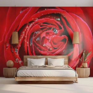 Fotomurali Premium Sand - Nelle gocce della rugiada - Fiori, Rosa rossa, Amore - 350x256 cm