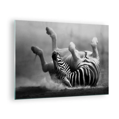 Quadro su vetro - Una zebra sdraiata nella savana africana - 70x50cm - Morire dal ridere - Decorazione murale moderna per soggiorno e camera da letto ARTTOR