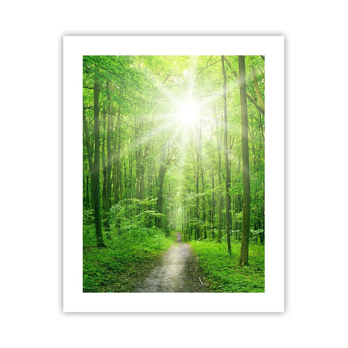 Poster - Cattedrale verde - 40x50 cm