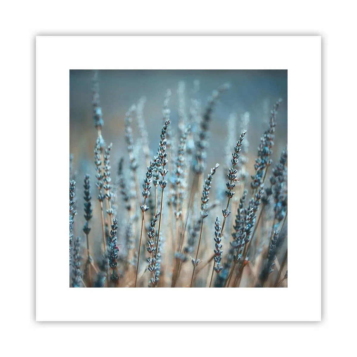 Poster - Campo profumato - 30x30 cm