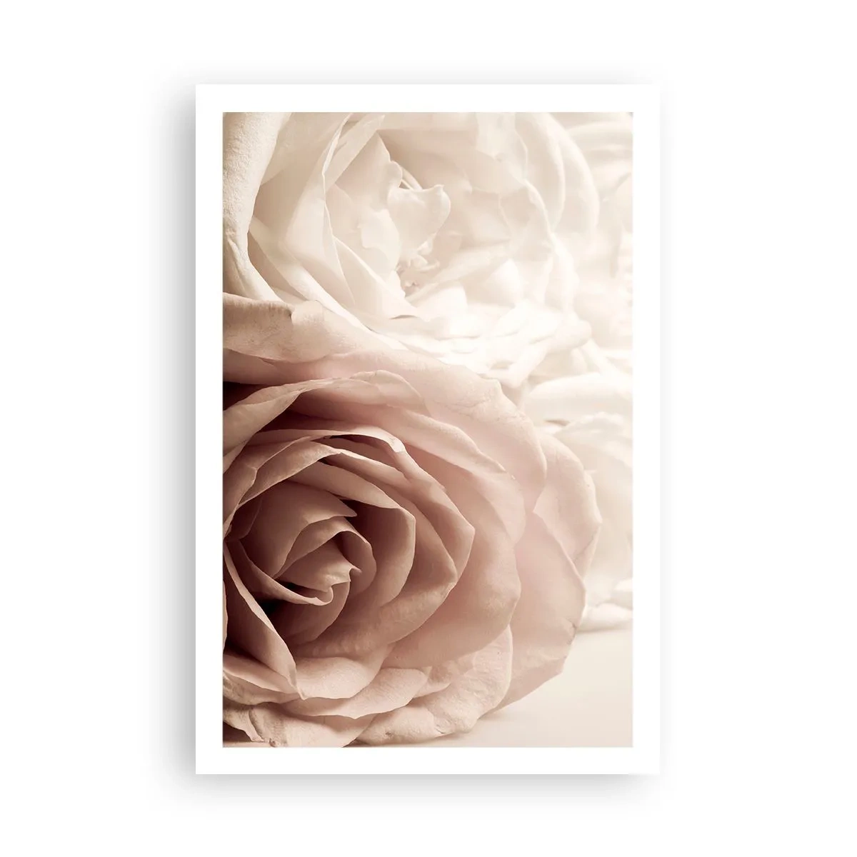 Poster - Nel cuore della rosa - 61x91 cm