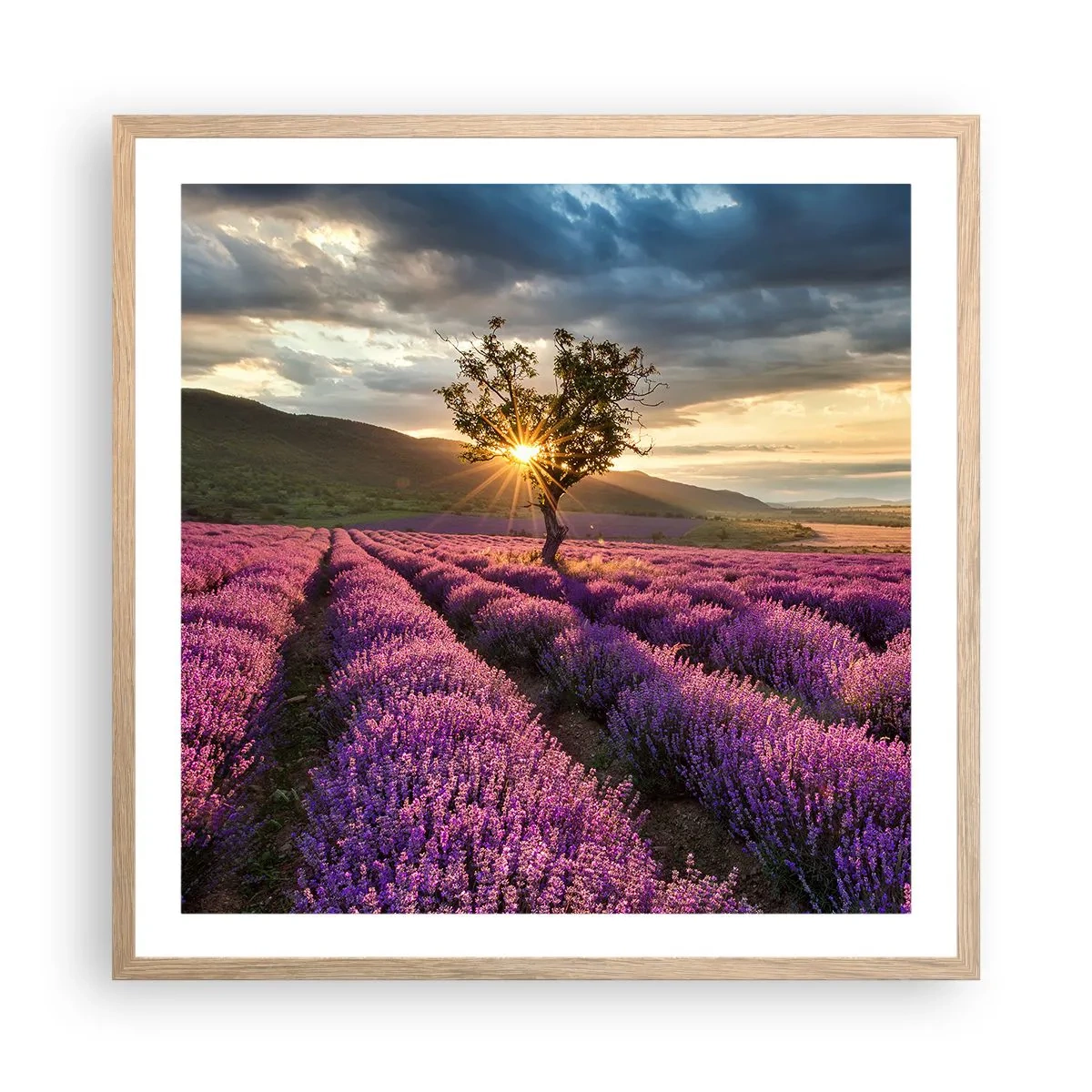 Poster in cornice rovere chiaro - Aroma di colore lilla - 60x60 cm