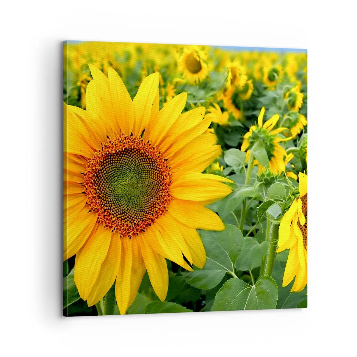 Quadro su tela - Stampe su Tela - Centinaia di soli ardono - 60x60 cm