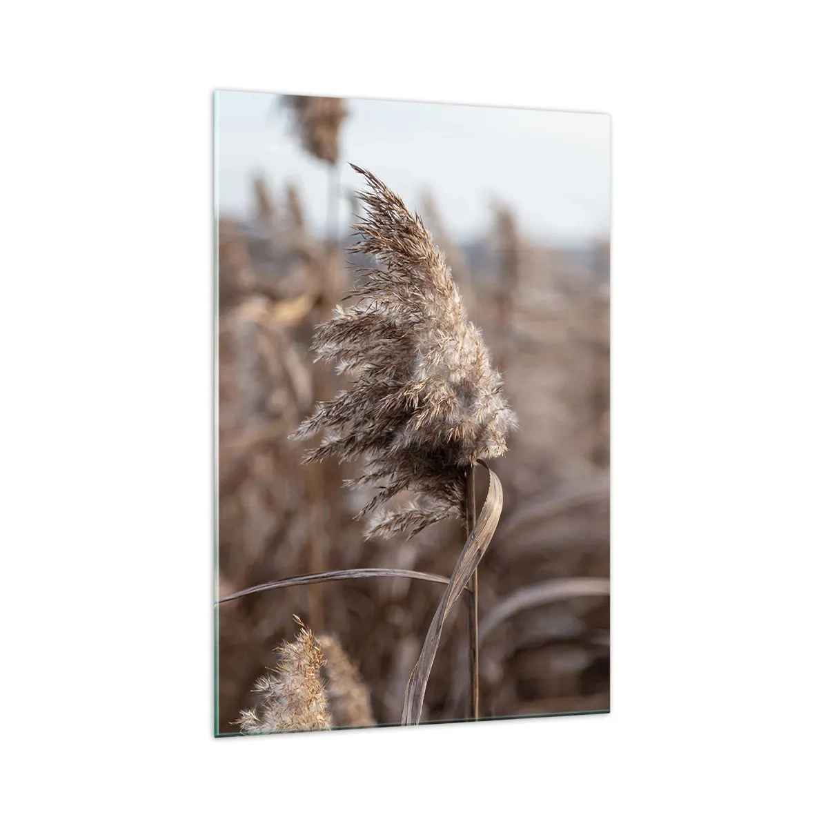 Quadro su vetro - Delicate erbe nelle tonalità del beige sullo sfondo della natura - 70x100cm - è tempo di volare col vento - Decorazione murale moderna per soggiorno e camera da letto ARTTOR