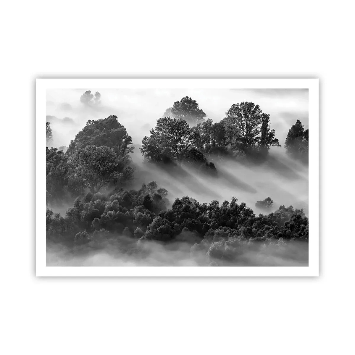 Poster - Paesaggio forestale in bianco e nero nella nebbia mattutina - 100x70cm - Risveglio dal sonno - Decorazione murale moderna per soggiorno e camera da letto ARTTOR