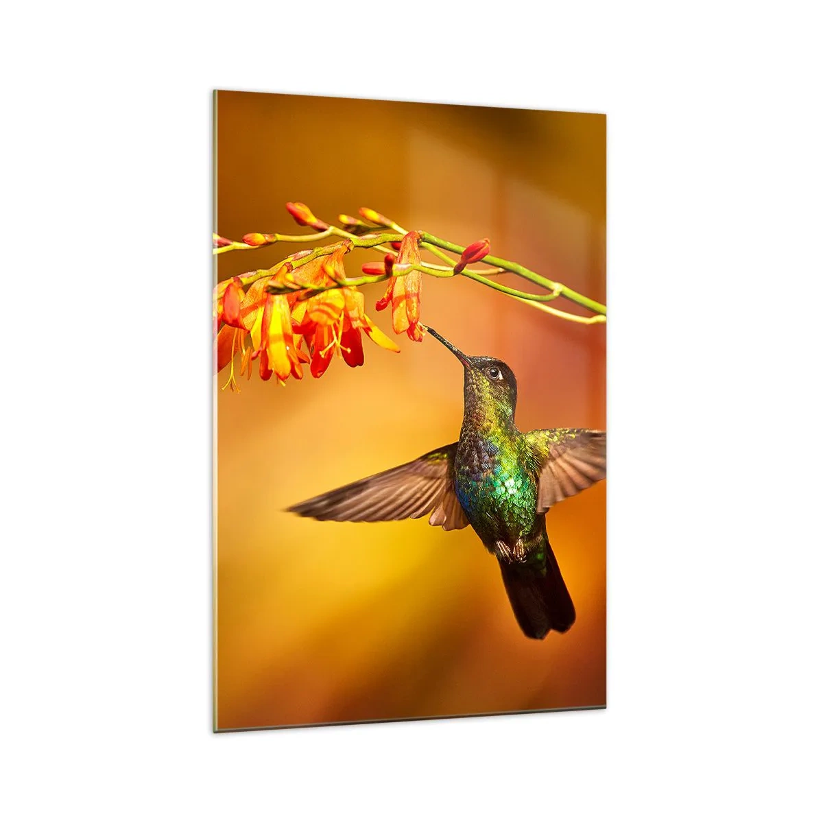 Quadro su vetro - Colibrì vicino a un fiore nella calda luce - 70x100cm - Messaggero di luce secondo i Maya - Decorazione murale moderna per soggiorno e camera da letto ARTTOR