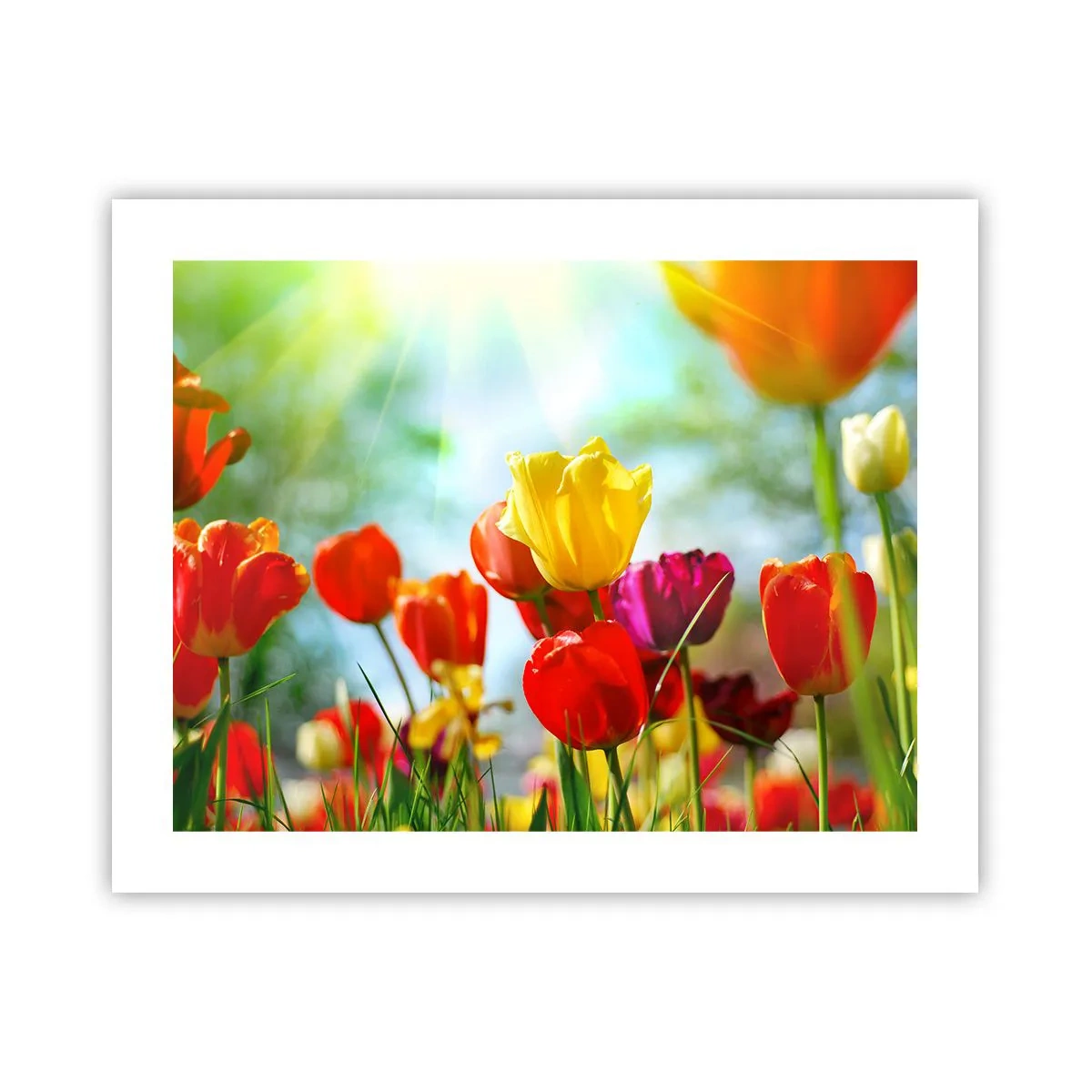 Poster - Tutti i colori del sole - 50x40 cm
