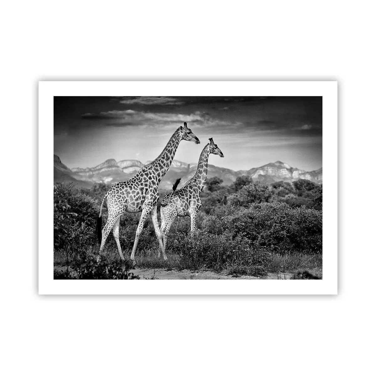 Poster - Alta classe in Africa - 70x50 cm