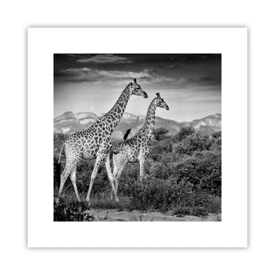 Poster - Alta classe in Africa - 30x30 cm